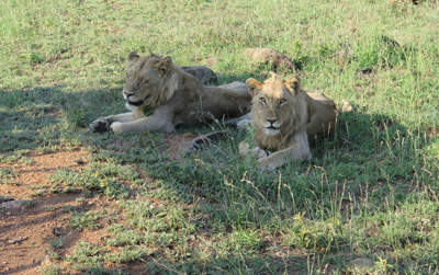 Two male lions, Kruger, South Africa 2013